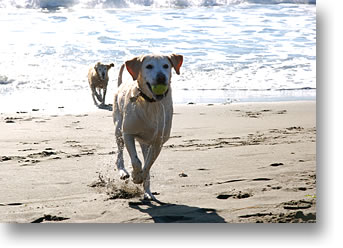 Dogs at the beach