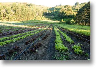 Green Gulch Farm Lettuce Rows