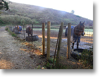 Muir Beach Horses