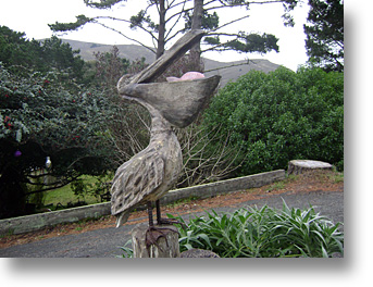 Muir Beach Pelican