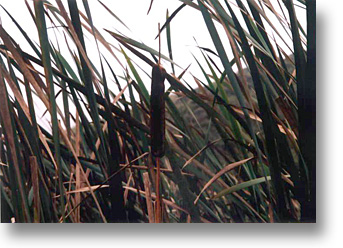 cattails