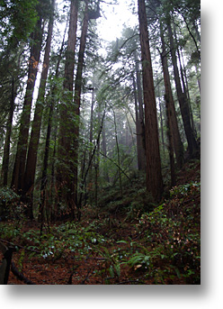 Muir Woods