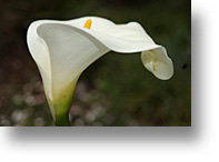 calla