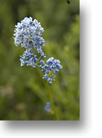 ceanothus