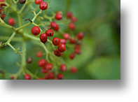 elderberry