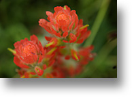 Indian paintbrush