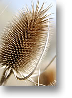 thistle